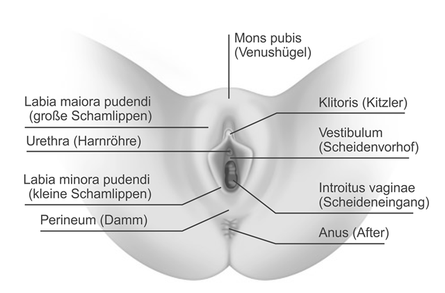Anatomie Der Vulva 